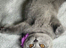 BIG Discount - Stunning British Shorthair