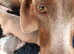 Miniature dachshund puppy lilac dapple