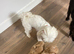 Adorable Maltipoo puppies