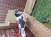 Fancy pigeon