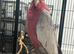 Hand Reared Baby Galah Cockatoos