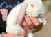 Gorgeous Mini Plush Lop Rabbits