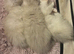 Ragdoll Kittens