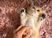 Teddy Bear Scottish / Persian cross Fold Kittens for Sale