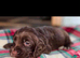 Cocker spaniel pups