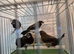 Bengalese finches and Diamond firetail finches for sale