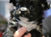 KC long coat chihuahuas