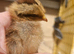 Female Olive Egger Chicks Mint Choc Chip Bellecross Belles