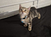 6 kittens 3 males 3 females available