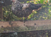 Silki cross hens
