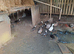 Call Ducks for sale.....black and white pied