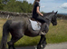 Super 14hh pony