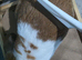Mini lop × Holland Lop