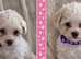Poochon puppies (second Gen