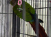 Baby Male conure Glasgow