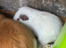 Baby guinea pigs