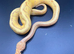 Banana Pinstripe Leopard Ball Python Hatchling