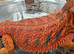 Bearded Dragons