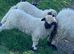Valais blacknose - ALL NOW SOLD - THANK YOU