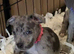 Dna clear rare blue Merle Staffordshire bull terrier puppies