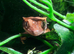 Crested gecko babies ( Rescue )