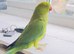 Stunning young Indian ringnick parrot