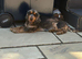 3 year old girl sable show cocker spaniel for sale