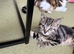 Beautiful Tobby Kittens Looking for Loving Homes ️