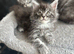 Last few Maine Coon Kittens For Sale