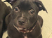 Stunning kc registered Staffordshire bull terriers