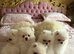 Beautiful white Pomeranian puppies