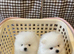 Stunning Pure White Pomeranian Puppies - Fluffy Teddy Bear Face, Loving Home Raised