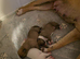 American bulldog/xl bulldog puppies