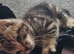 Kittens 8 weeks old ready to go