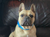 Lovely French bulldog adult