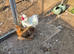 Pair of Silkies