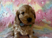 Beautiful Cockapoo puppies (Only little boy left)