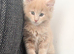 Maine Coon Kittens