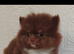 Stunning pomeranian pups
