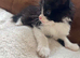 Maine coon mix