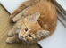 Maine Coon Kittens