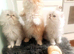 Stud Services: Pedigree Persian male