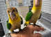 Yellow thighe caiques (babys)