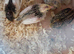 Button quail eggs