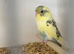 Young mutation budgies