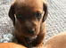 KC reg Miniature Smooth hair Dachshunds