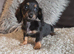 Longhaired Minature Dachshund puppies