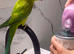 Baby Green Ringneck talking Parrot