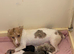 I have Some chihuahua cross jack pups