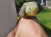 Hand reared super tame budgie